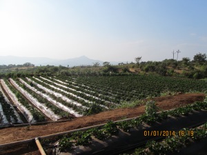 Little strawberry farms look better with Sahyadri in the background