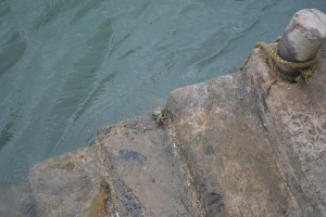 Can you see the crab? It had camouflaged itself so well, that it was difficult to capture